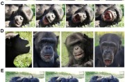 占卜道具国际最新研究：机器人“打哈欠” 黑猩猩被传染