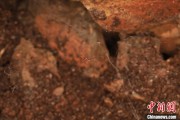 占卜道具江西发现蜘蛛新物种 为研究呵叻蛛属适应区域提供依据